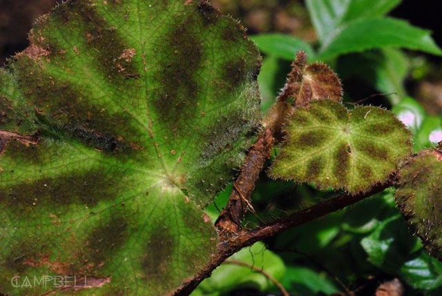 B. curvicarpa